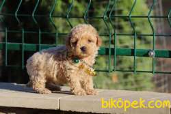 Toy Poodle Mini Yavrularımız 1