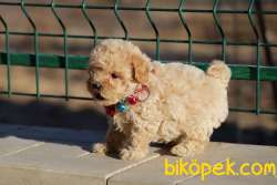 Toy Poodle Mini Yavrularımız 2