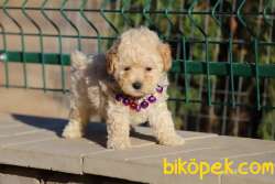 Toy Poodle Mini Yavrularımız 3