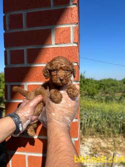 TOY POODLE MÜKEMMEL BEBEKLERİMİZ