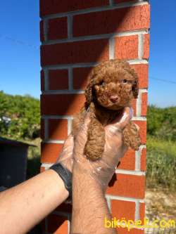 TOY POODLE MÜKEMMEL BEBEKLERİMİZ 4