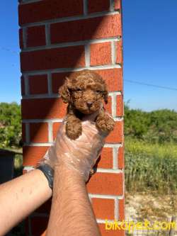 TOY POODLE MÜKEMMEL BEBEKLERİMİZ 4