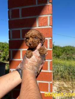 TOY POODLE MÜKEMMEL BEBEKLERİMİZ 3