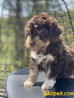 Toy Poodle Nadir Renı Köpeklerimiz 3