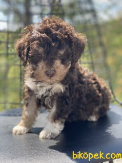 Toy Poodle Nadir Renı Köpeklerimiz 1