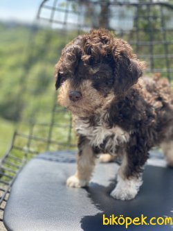 Toy Poodle Nadir Renı Köpeklerimiz 2