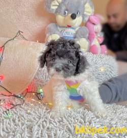 Toy Poodle Nadir Silver Beyaz Yavrumuz 2