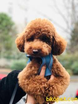 Toy Poodle Oğlumuz 2