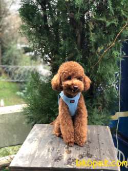 Toy Poodle Oğlumuz 1