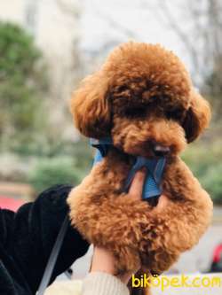 Toy Poodle Oğlumuz 4