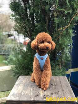 Toy Poodle Oğlumuz 3