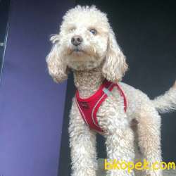 Toy Poodle Oğlumuz 1