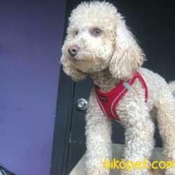 Toy Poodle Oğlumuz 3