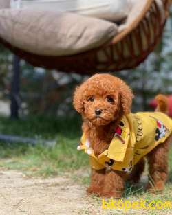 Toy Poodle Oğlumuz ALEX 3
