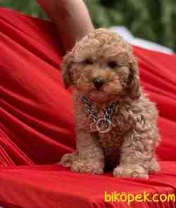 Toy Poodle Oyuncak Görünüş Asili Eğitimli Yavrular 2