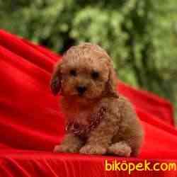 Toy Poodle Oyuncak Görünüş Asili Eğitimli Yavrular 3