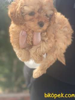 TOY POODLE PASAPORTLU GARANTİLİ BEBEKLERİMİZ 2