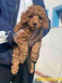 TOY POODLE PASAPORTLU GARANTİLİ YAVRULARIMIZ 3