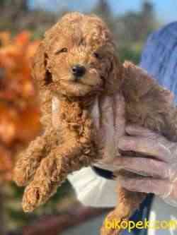 TOY POODLE PASAPORTLU GARANTİLİ YAVRULARIMIZ 1