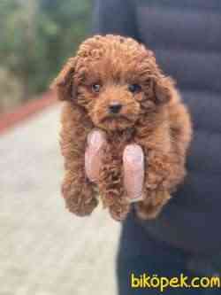 TOY POODLE PASAPORTLU GARANTİLİ YAVRULARIMIZ 2
