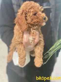 TOY POODLE PASAPORTLU GARANTİLİ YAVRULARIMIZ 3