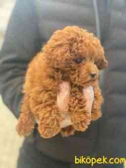 TOY POODLE PASAPORTLU GARANTİLİ YAVRULARIMIZ 1