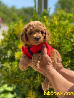 TOY POODLE RED ANNE ALTINDAN 3