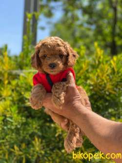 TOY POODLE RED ANNE ALTINDAN 1