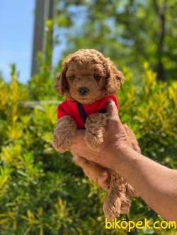 TOY POODLE RED ANNE ALTINDAN 2