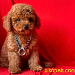Toy Poodle Red Brown Yavrularımız 2