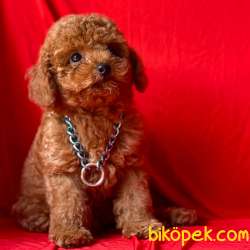 Toy Poodle Red Brown Yavrularımız 3