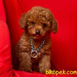 Toy Poodle Red Brown Yavrularımız 1