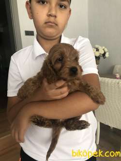 Toy Poodle Red Brawn 3