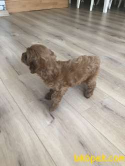 Toy Poodle Red Brawn 5