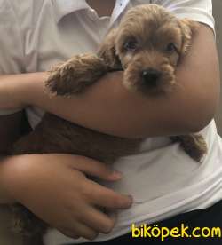 Toy Poodle Red Brawn 2