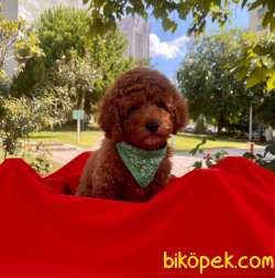 Toy Poodle Red Brown 2