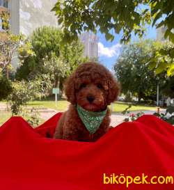 Toy Poodle Red Brown 4