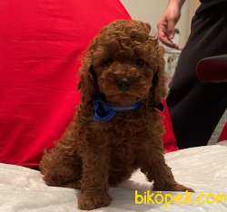 Toy Poodle Red Brown 1