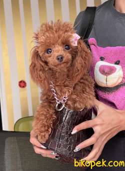 Toy Poodle Red Brown 9 Aylık Asilari Tam Eğitimli Disi 1