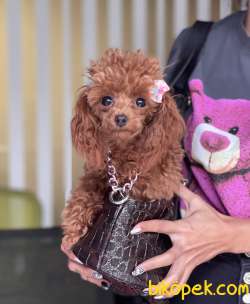 Toy Poodle Red Brown 9 Aylık Asilari Tam Eğitimli Disi 2