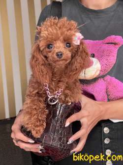 Toy Poodle Red Brown 9 Aylık Asilari Tam Eğitimli Disi 3