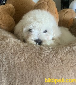 Toy Poodle Red Brown Apricot Her Renk Teacup Yavrularımız 4