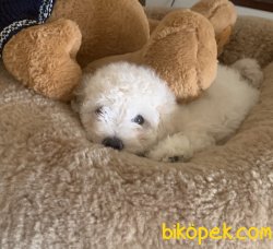 Toy Poodle Red Brown Apricot Her Renk Teacup Yavrularımız 3