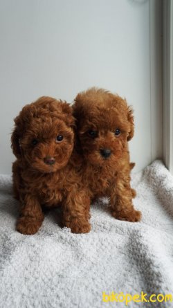 Toy Poodle Red Brown Apricot Her Renk Teacup Yavrularımız 2