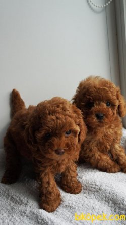 Toy Poodle Red Brown Apricot Her Renk Teacup Yavrularımız 1
