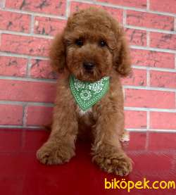 Toy Poodle Red Brown Asilari Tam Tuvalet Eğitimli Asi Masrafı Yok 2