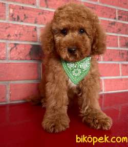 Toy Poodle Red Brown Asilari Tam Tuvalet Eğitimli Asi Masrafı Yok 3