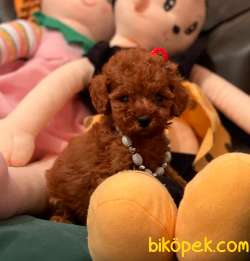 Toy Poodle Red Brown Disi Erkek Yavrularımız 2