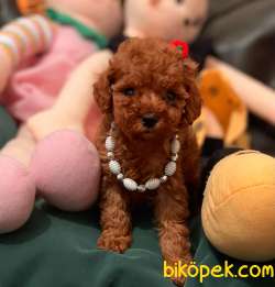 Toy Poodle Red Brown Disi Erkek Yavrularımız 1