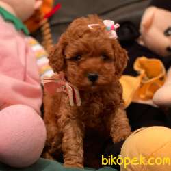 Toy Poodle Red Brown Disi Erkek Yavrularımız 3